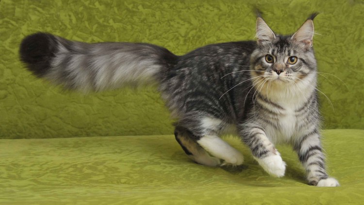 Стрижка Мейн куна