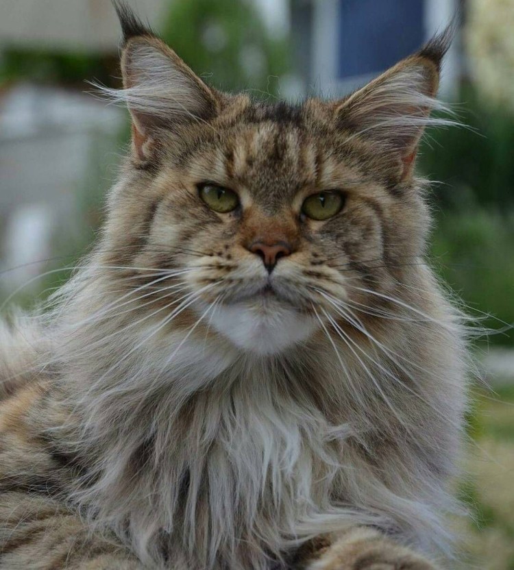 Мейн кун стрижка ирокез