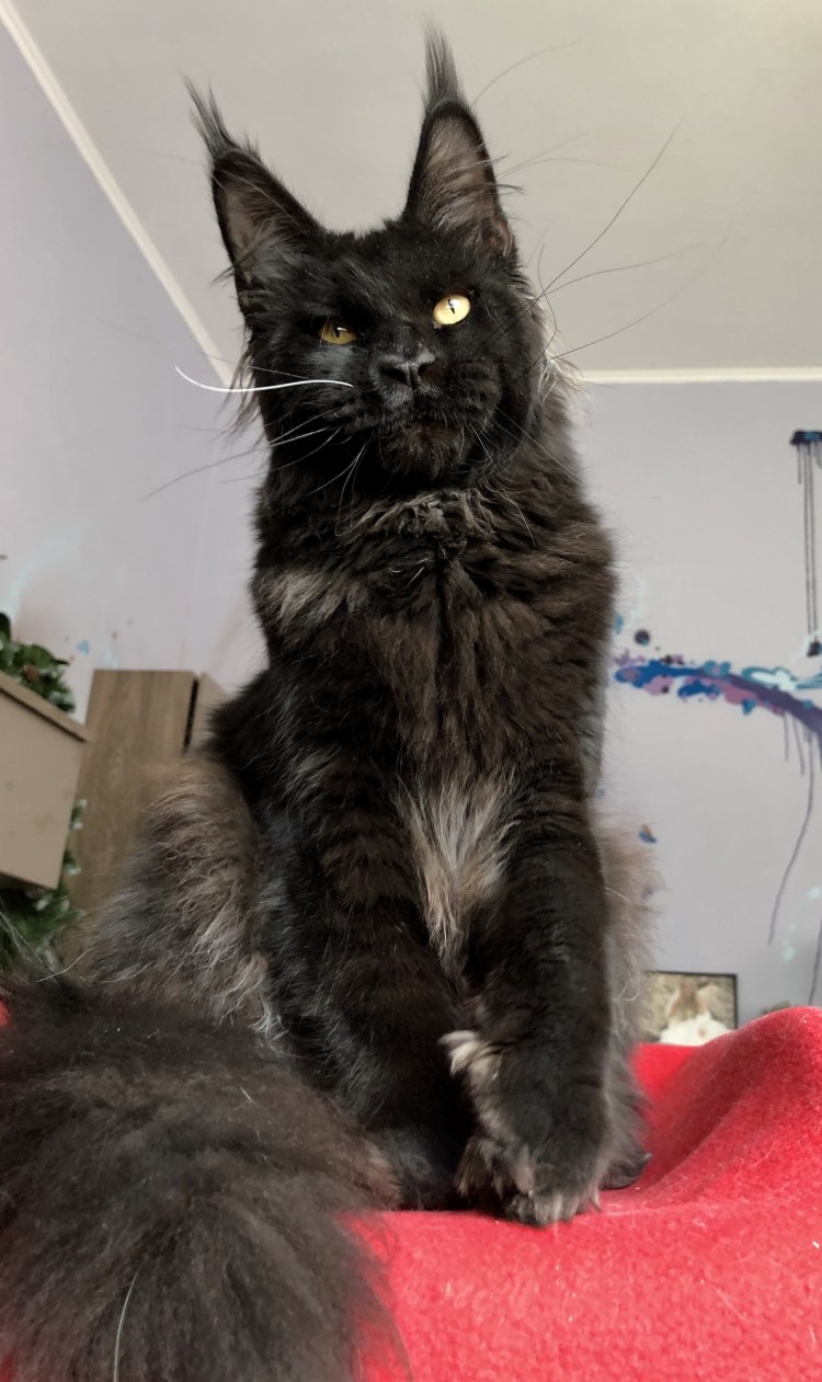 Мейн кун стрижка Лев