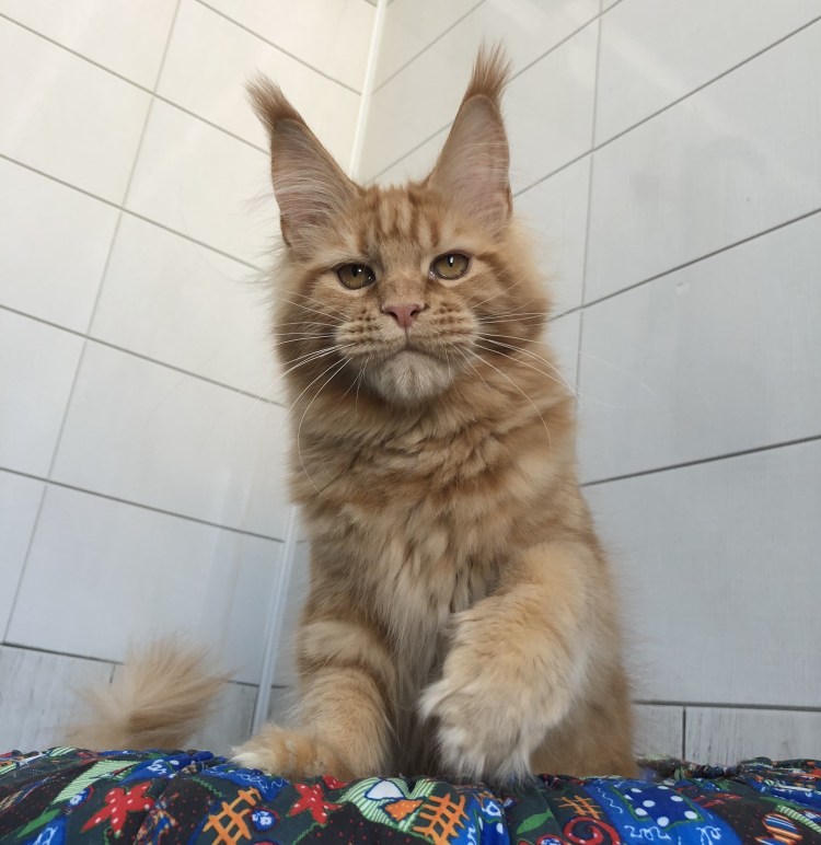 Стрижка Мейн кунов Кингисепп