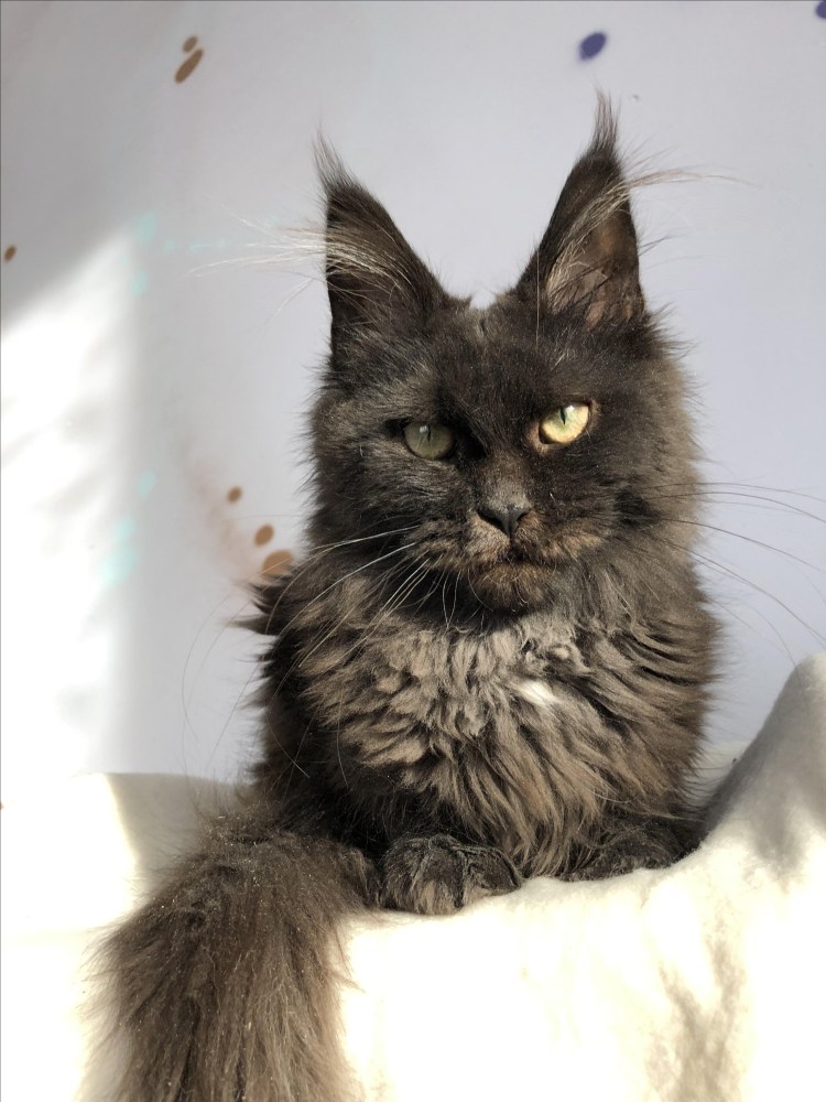 Стриженный Мейн кун