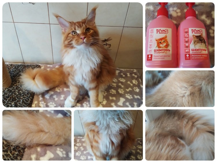 Мейн кун чемпион России 2019