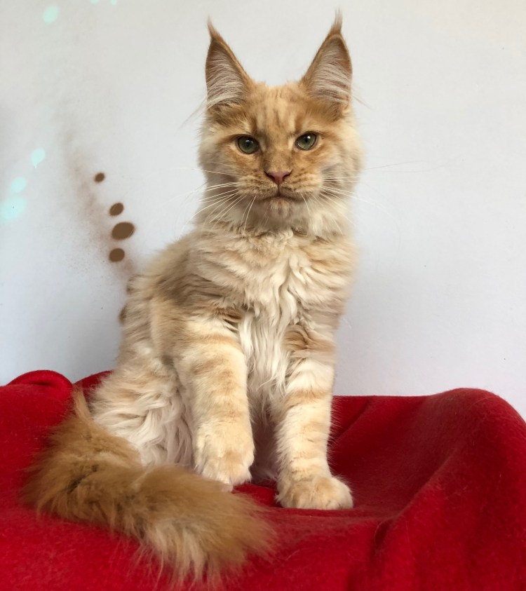 Линька Мейн куна