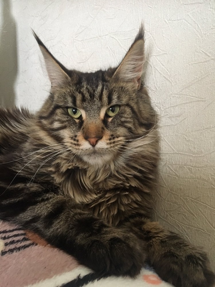 Взрослая кошка Мейн кун