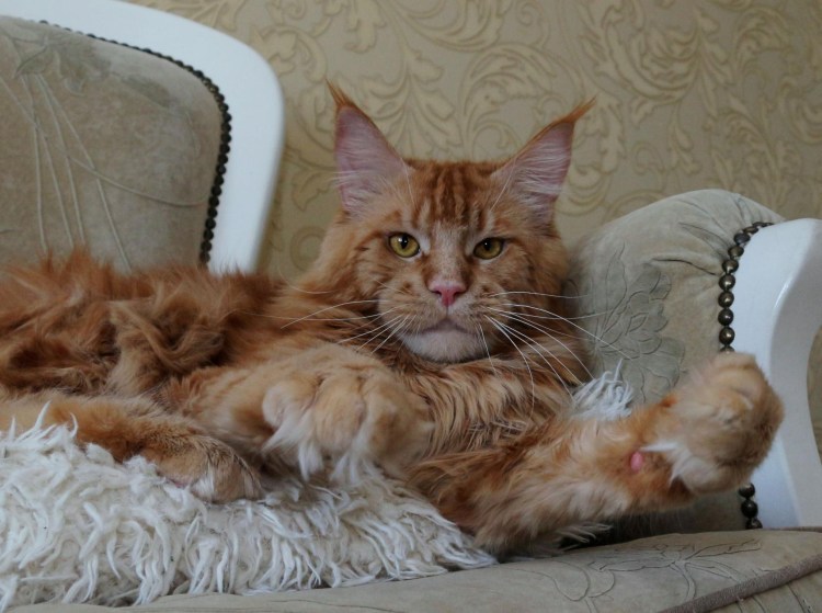 Рэгдолл и Мейн кун