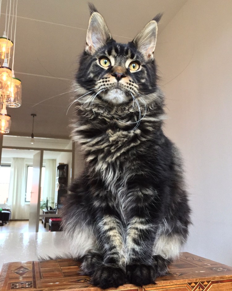 Груминг Мейн куна