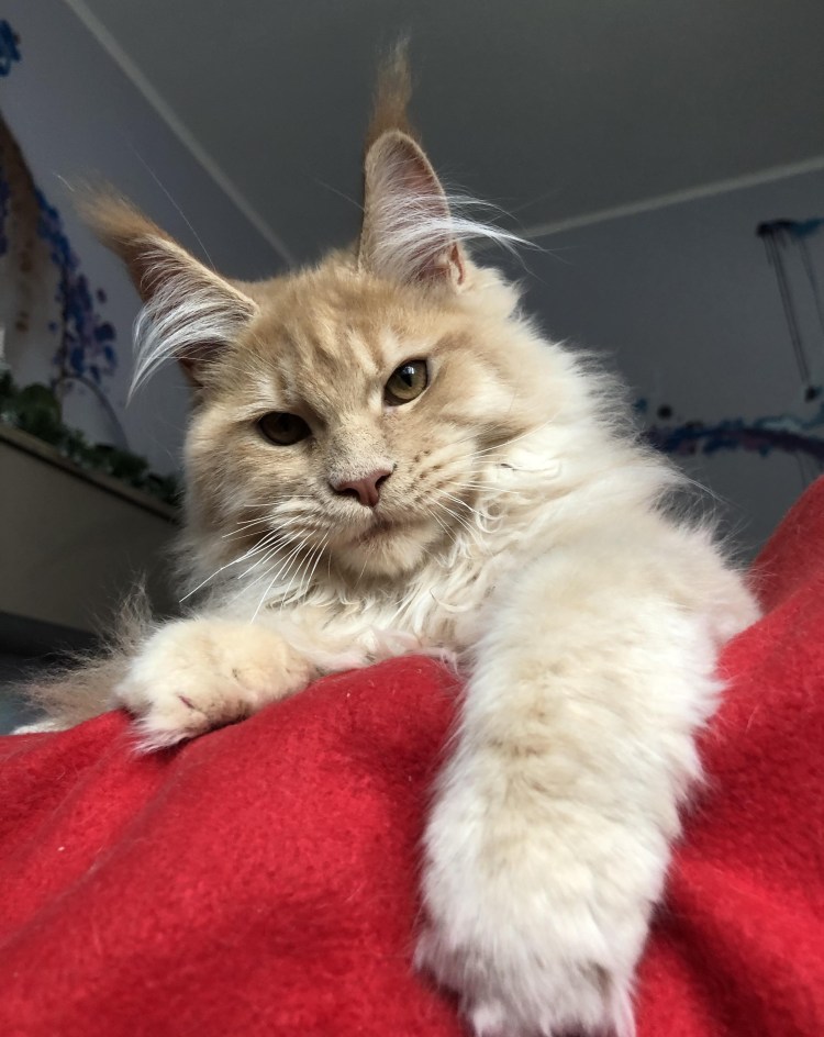 Стриженный Мейн кун