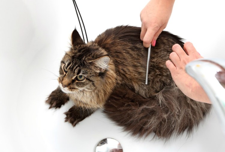 Обритый Мейн кун