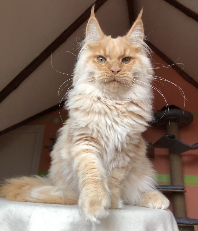 Мейн кун и Лесная кошка