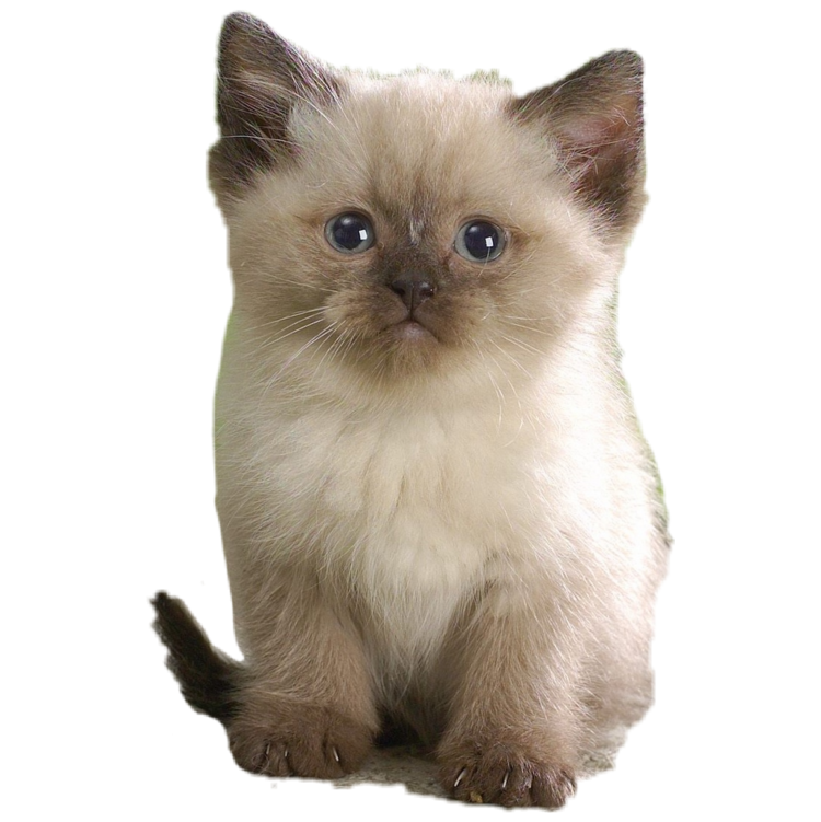 Гималайская кошка Бабулех