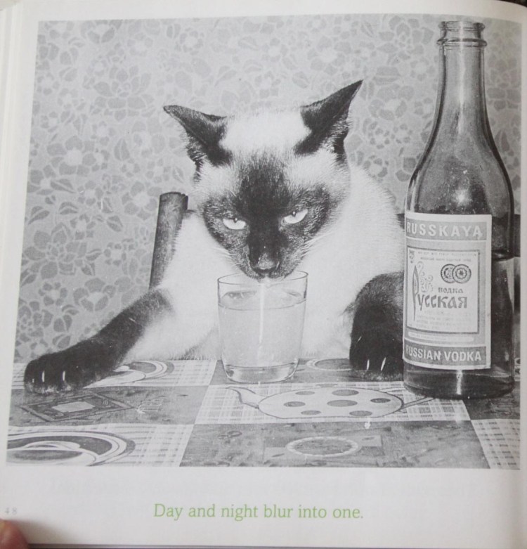 Котик с большими глазами