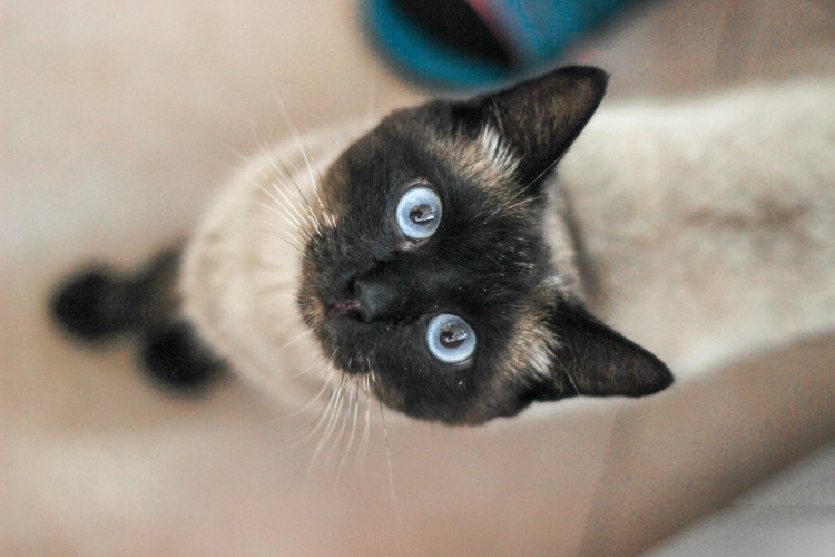 Сиамская кошка