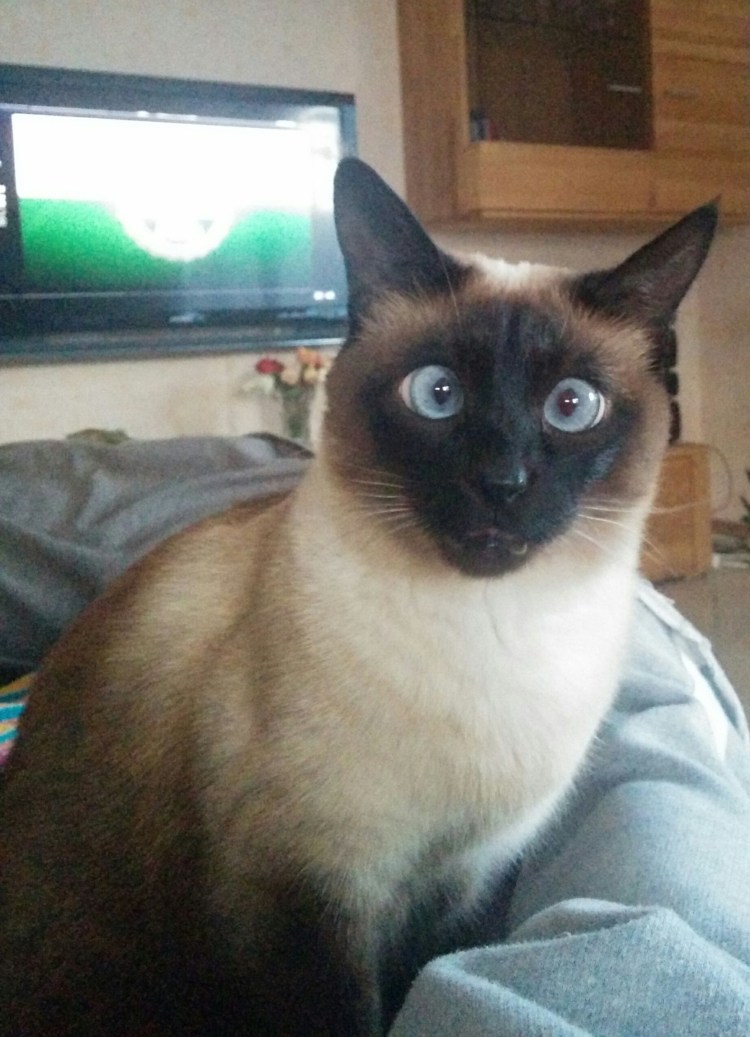 Тайская кошка косоглазие