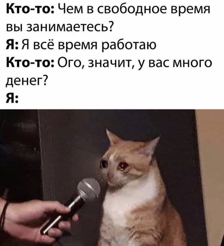 Много сиамских котов