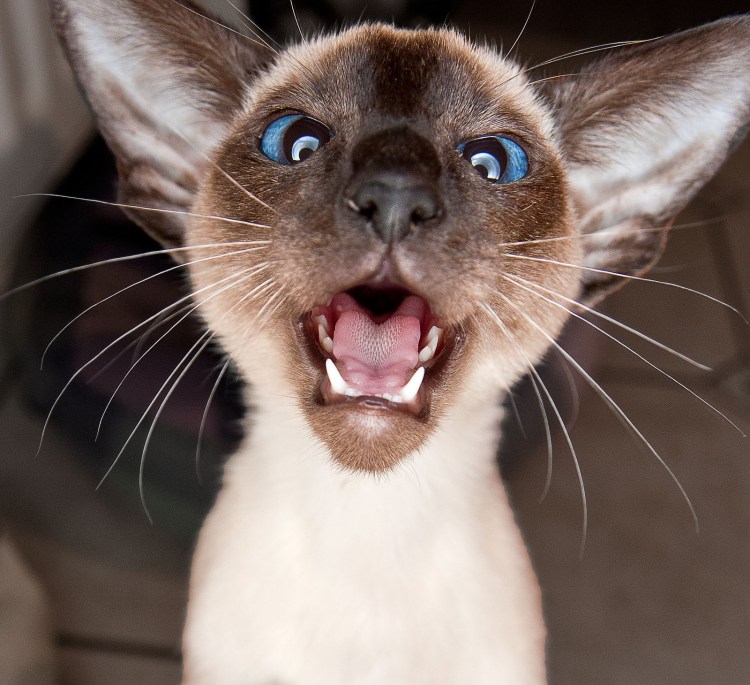 Сиамский кот с разными глазами