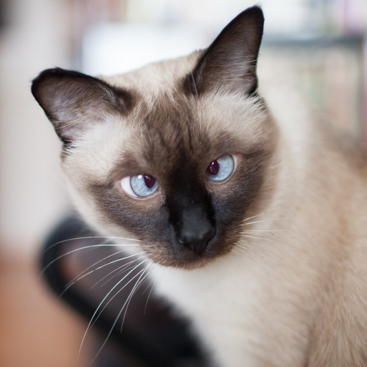 Косоглазие у сиамских кошек