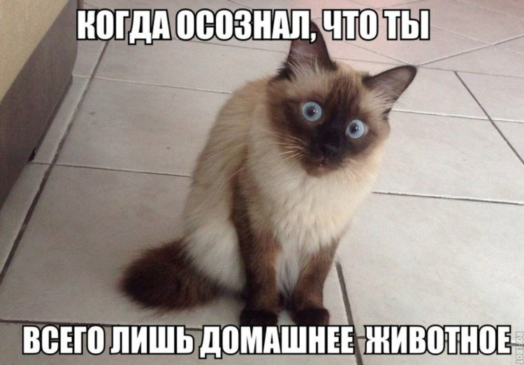 Ржачные коты под валерьянкой