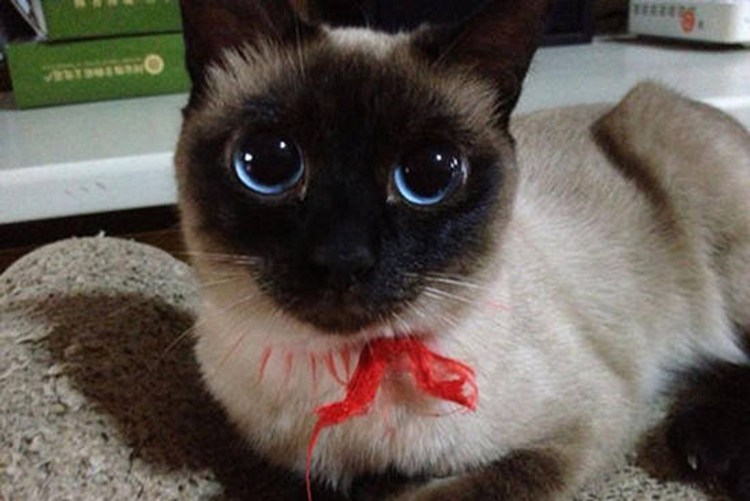 Сиамская кошка