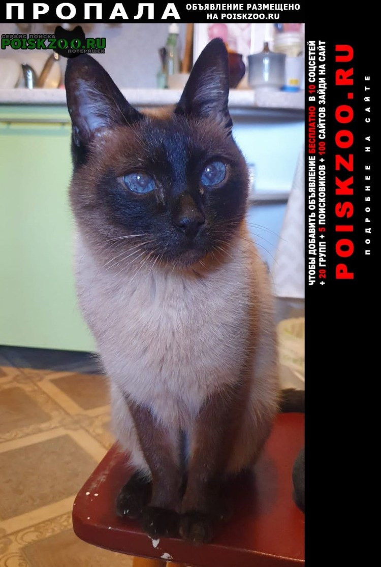 Смешные сиамские коты