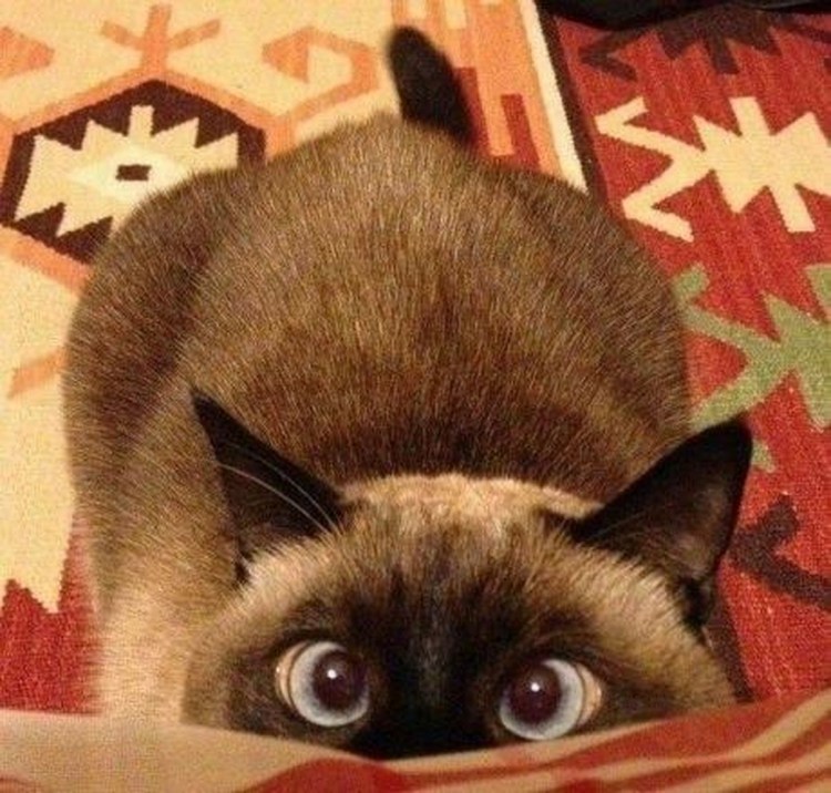 Прикольные сиамские коты