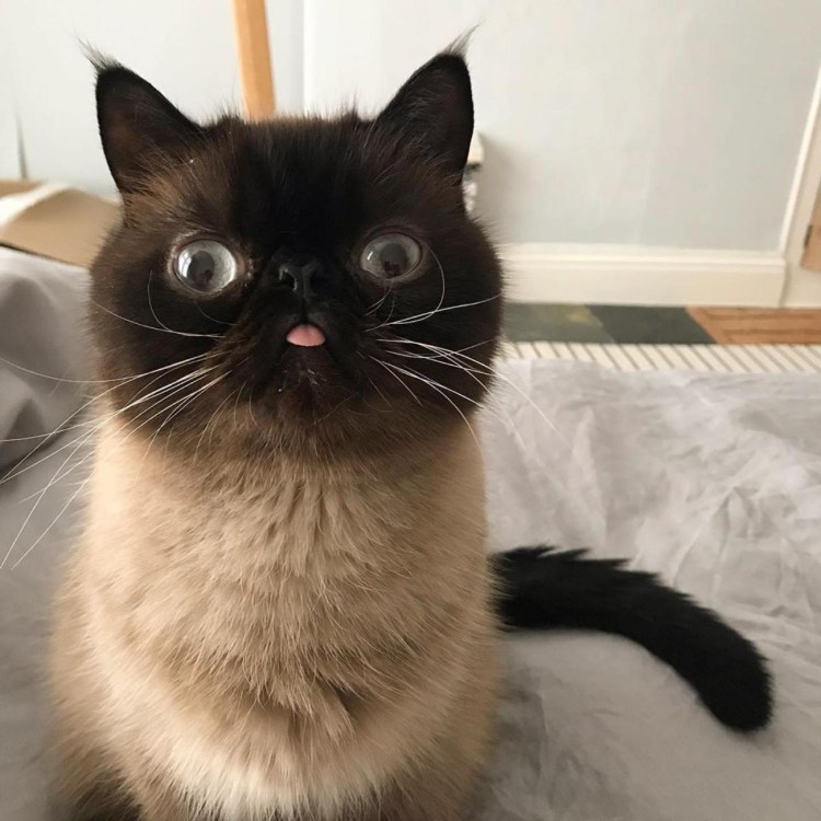 Виноватый кот