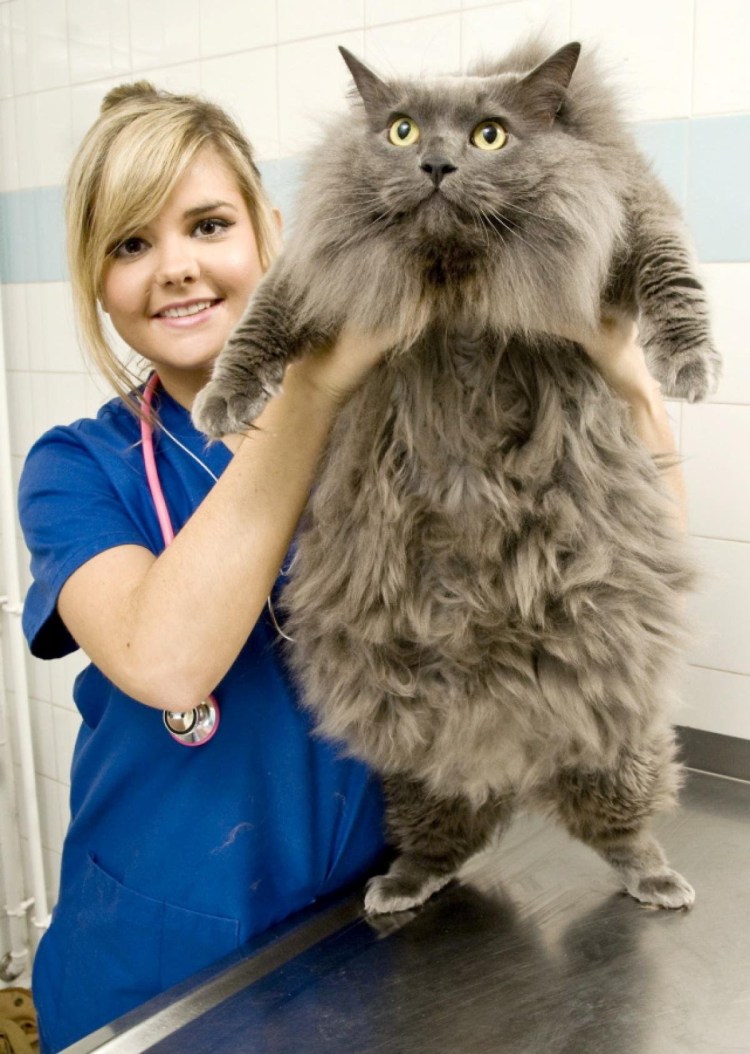 Большая кошка Мейн кун