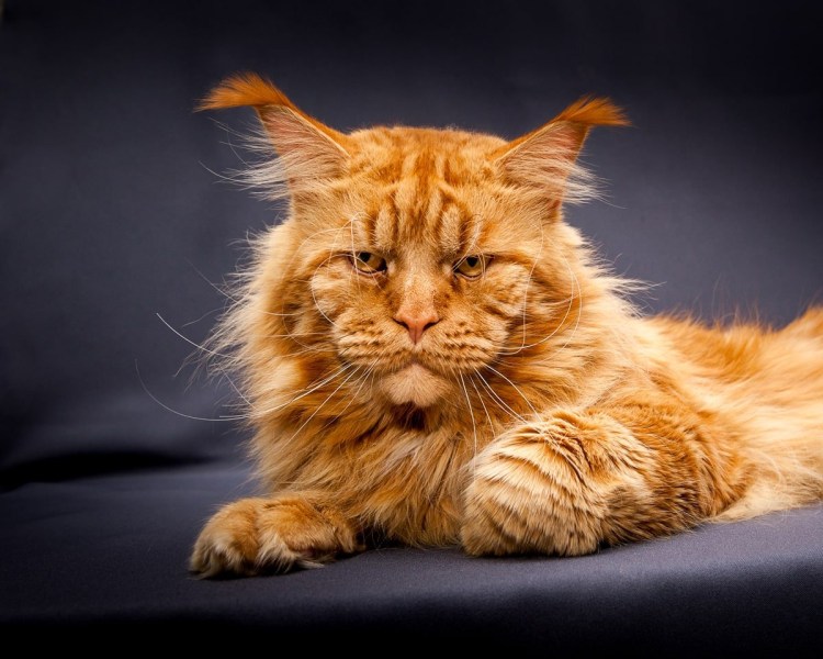 Мейн кун Самсон