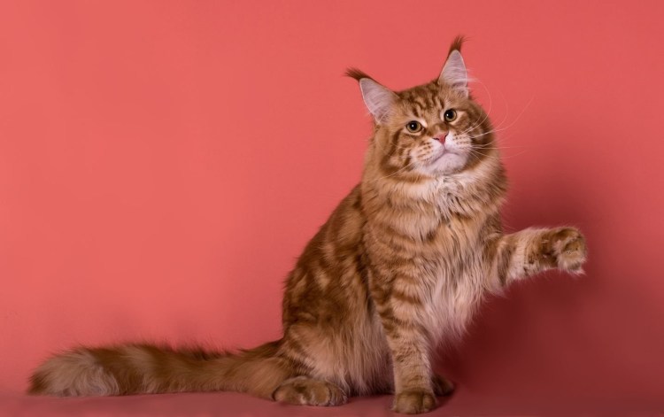 Манул и Мейн кун