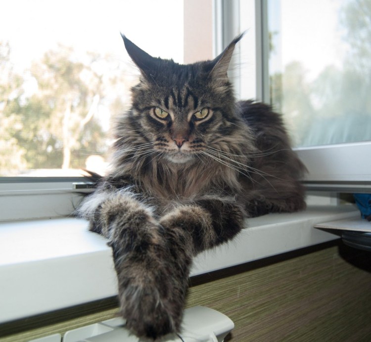 Самый большой кот