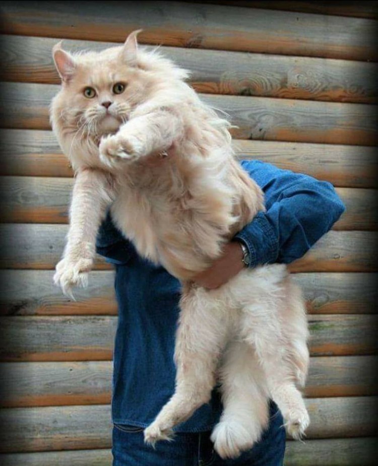 Крупные коты Мейн кун