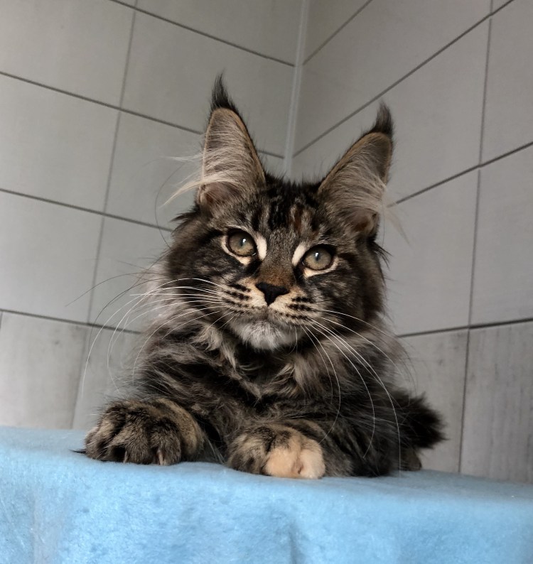 Гигантский кот Мейн кун рыжий