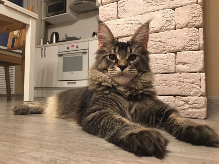 Фото менкуны рыжие несколько