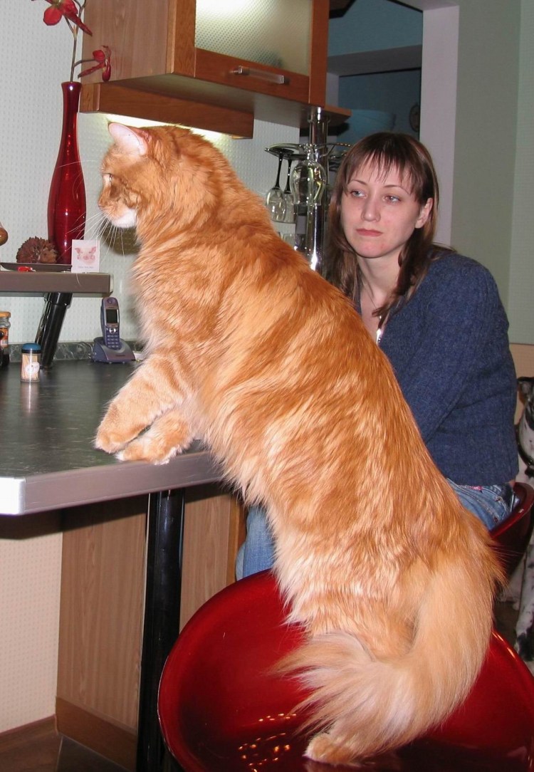Крупный кот Мейн кун