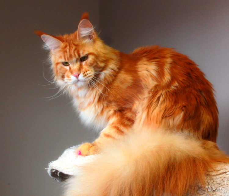 Мейн кун Самсон из Нью Йорка