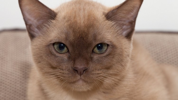 Бурманская кошка