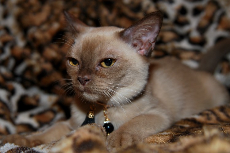 Европейская Бурма кошка