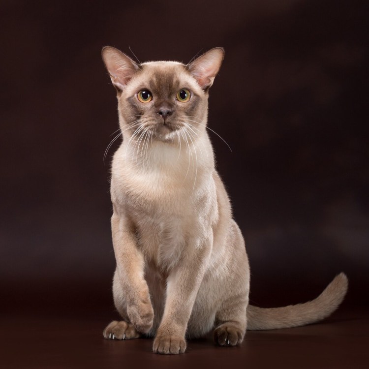 Светло шоколадные Бурманская кошка