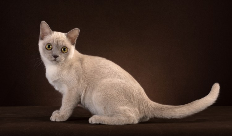 Бурманская кошка