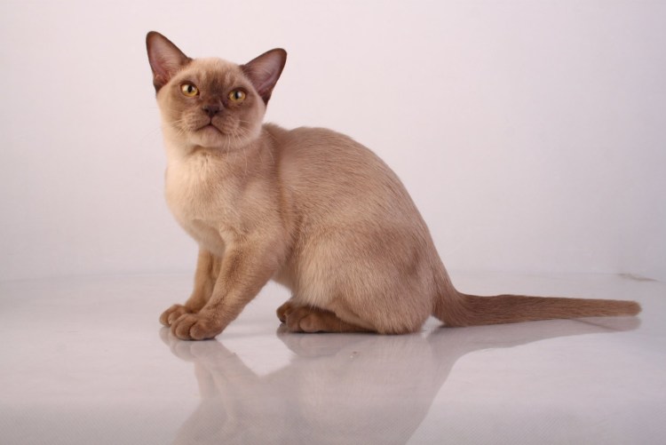 Бурманская Манчкин кошка