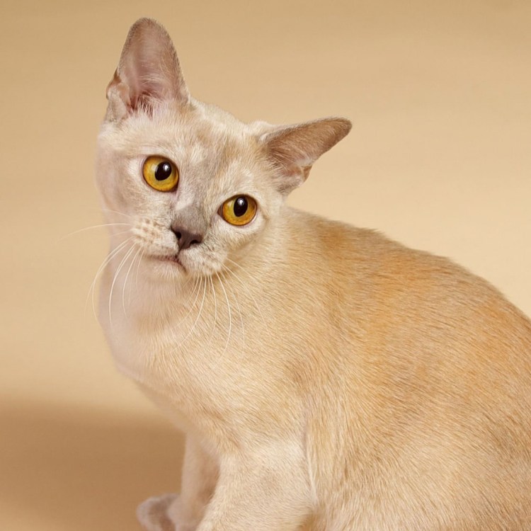 Порода кошек Бурма