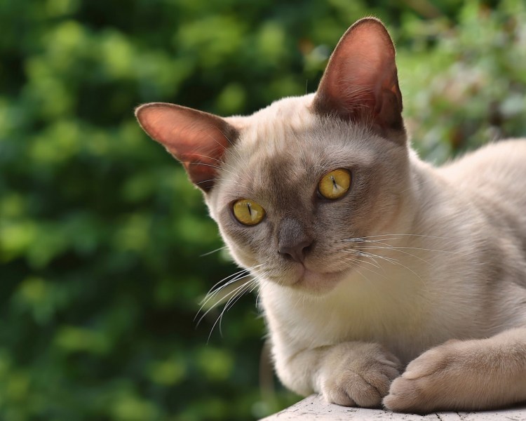 Бурманская кошка