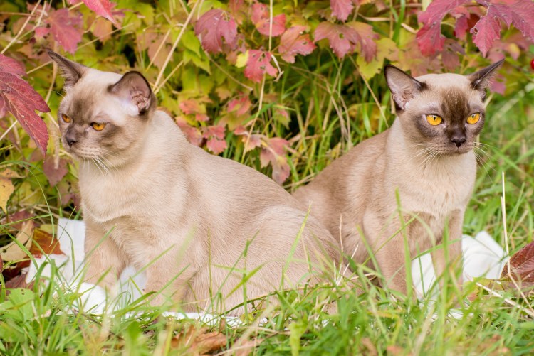 Порода кошек Бурма
