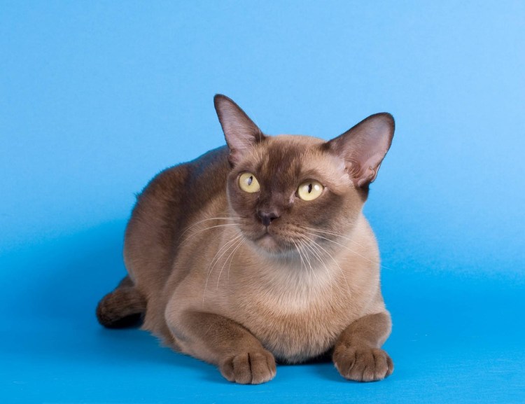 Бурманский котенок