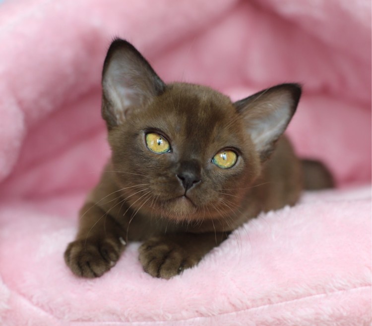 Европейская Бурманская кошка