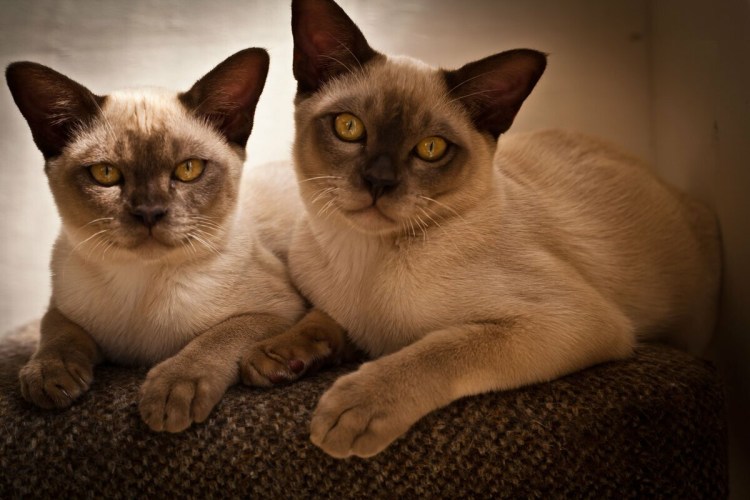 Европейская Бурма девочка голубая кошка