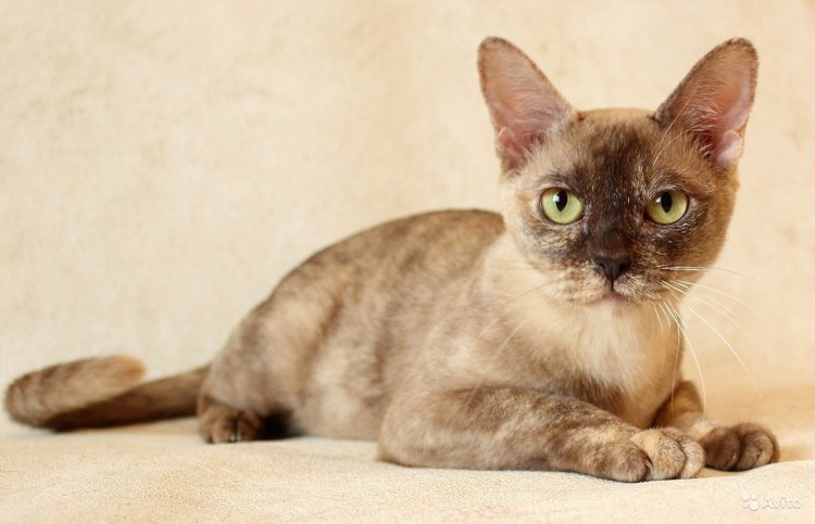 Бурма и Сиамская кошка