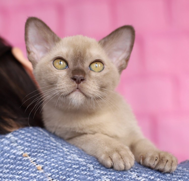 Европейская Бурманская кошка