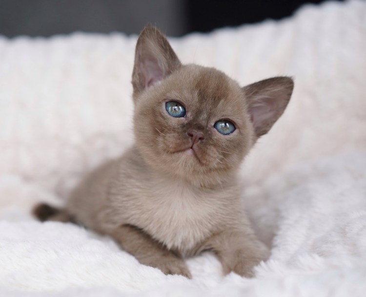 Бурманская короткошерстная кошка