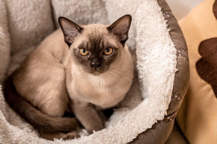 Бурманская кошка котята