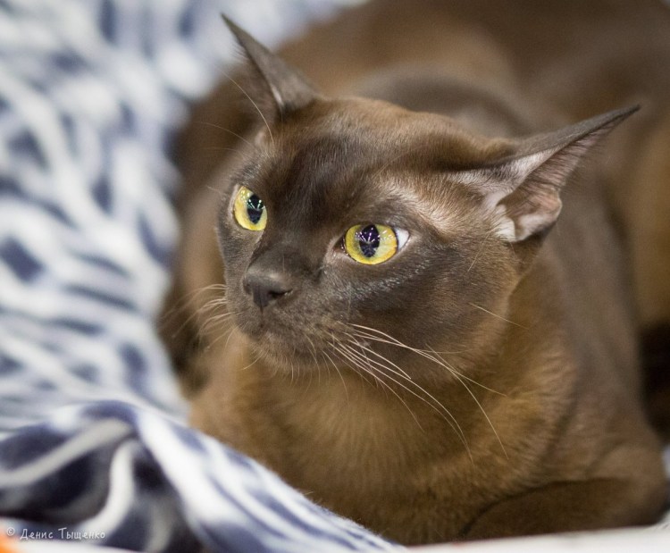 Бурманская черепаховая кошка